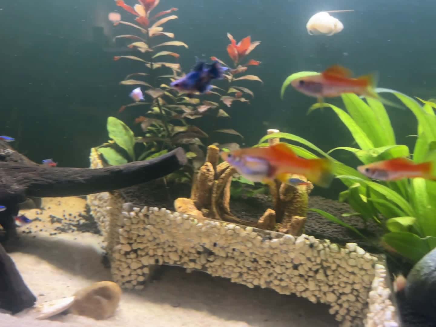 Cover for Is my fish about to have babies? 🐟🤔 #FishCare #Aquarium #PetQuestions