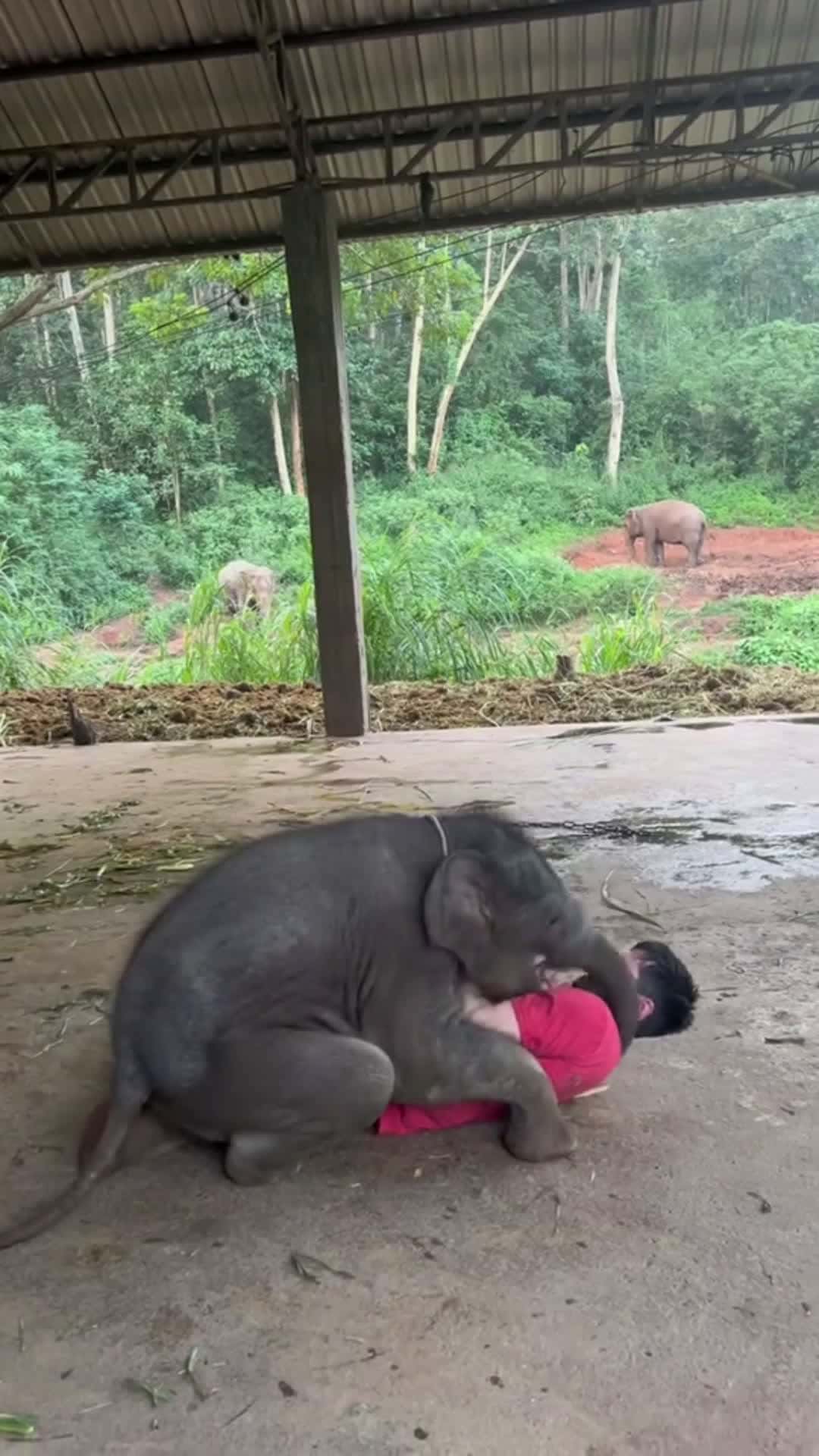 Cover for Interesting Hilarious Elephants  #elephant  #fyp  #babyanimal  #funny  #video 