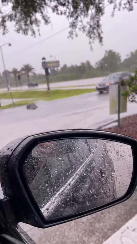Cover for Only in Florida: you never know when you’ll run into an alligator! 🐊 #OnlyInFlorida #Alligator #FloridaLife