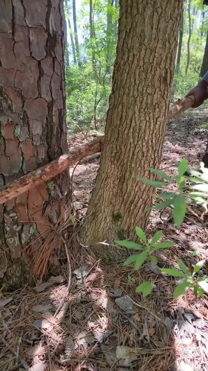 Cover for Simple camping hack | Log carrier  #bushcraft  #outdoors  #campinghacks  #nature  #camping  #skills
