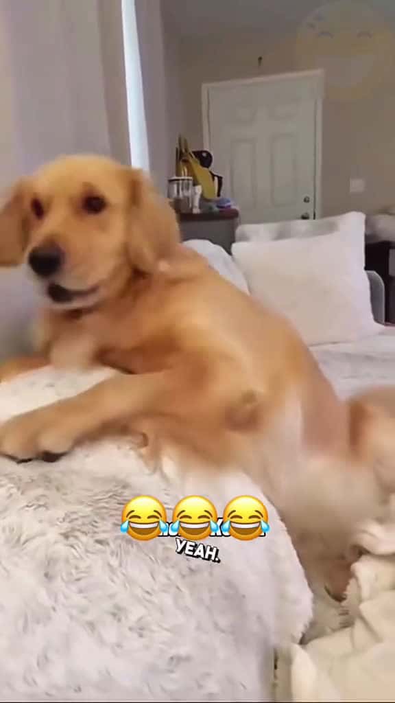 Cover for #voiceover #talkingdog #talkingcat #funnyvideos #funny #pets #funnypets #funnymoments #animal 