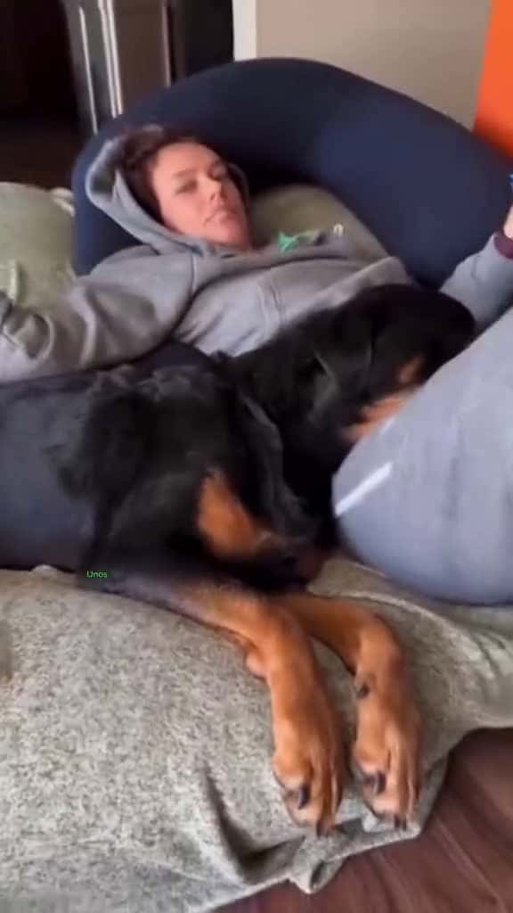 Cover for dogsoftiktok PetsOfTikTok doglover rottweiler usa tiktok 95934 #ilovescoopz