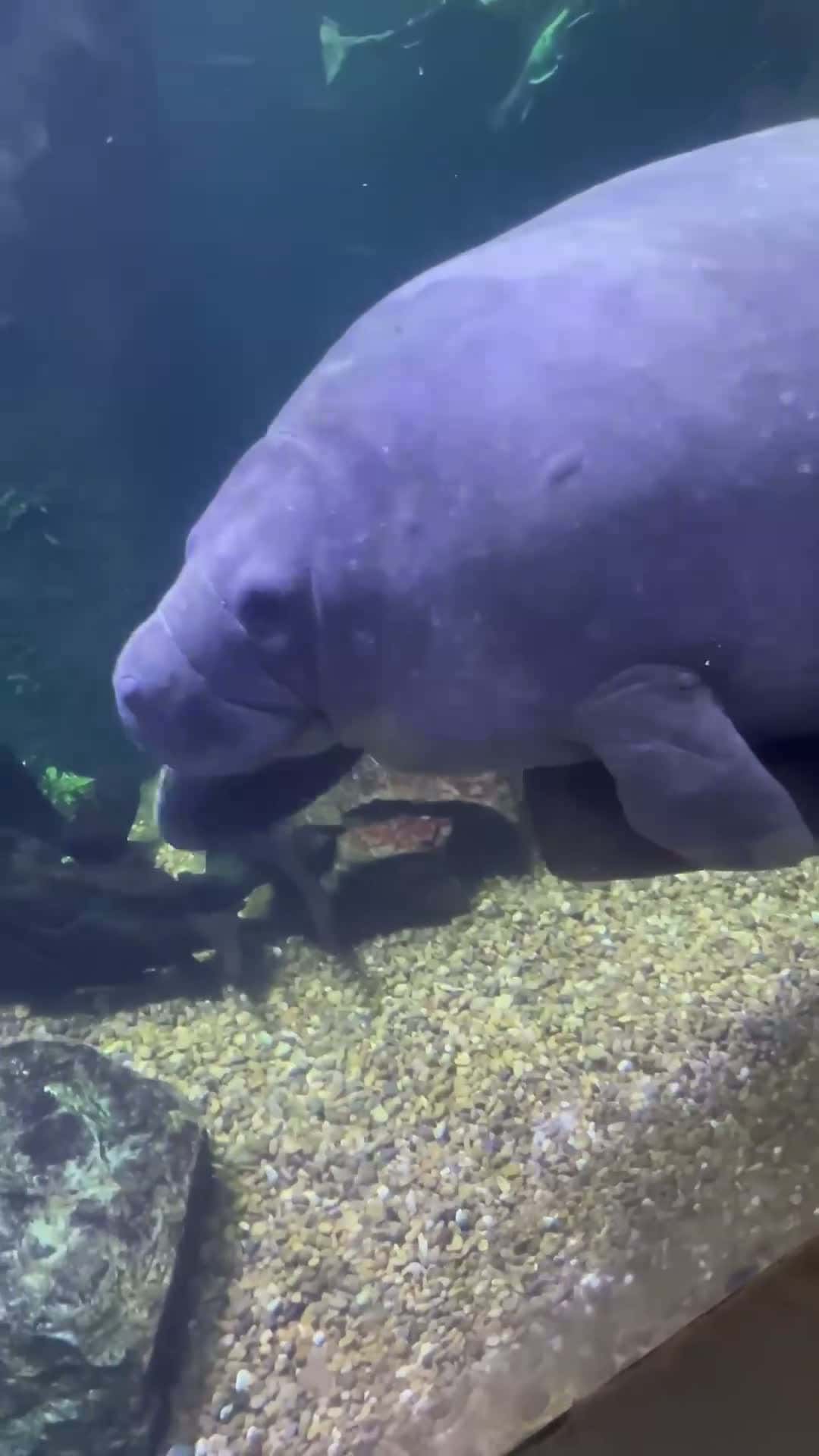 Cover for Manatee Has an Emotional Support Log