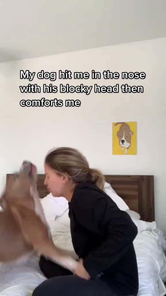 Cover for The dog slapped me. dog dogs dogsoftiktok viral cat cats catsoftiktok animal foryou 42442 #shortvideosscoopz