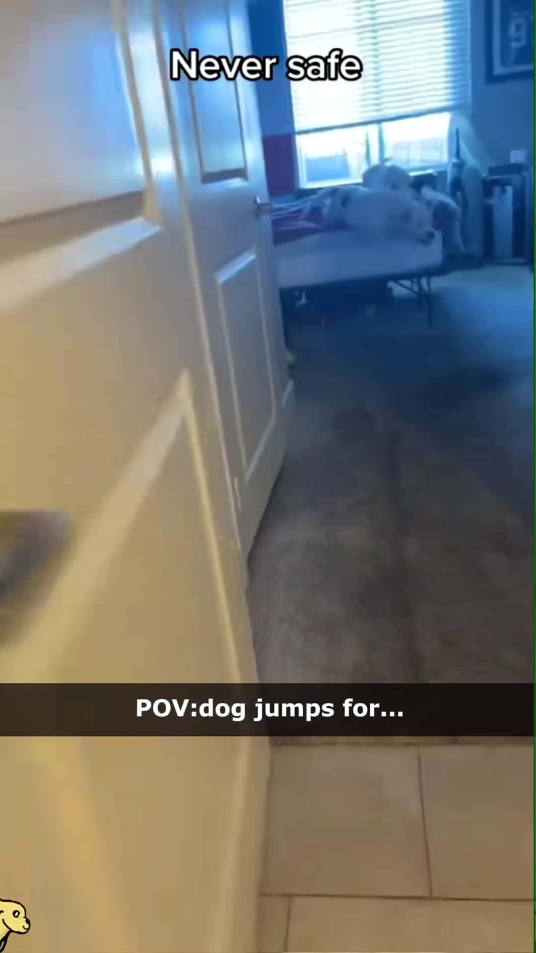 Cover for Dogs jump for #dog#funny#funnyanimals#funnypets#animals#dogsofttiktok... (2)