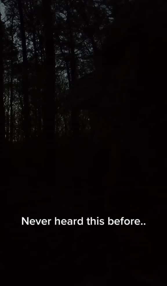 Cover for You won't believe the sound this wild turkey makes! 🦃 #Wildlife #TurkeyCall #NatureSounds