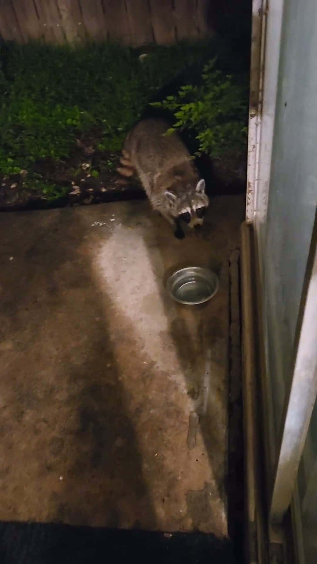 Cover for Racoons are cute too.  #raccoons  #animals  #pet