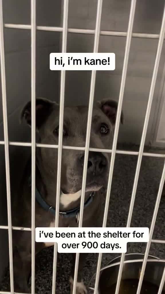 Cover for Kane is ready to find his furrever home. Kane is a lover he s a pleaser loves his toys lov 77098 #ilovescoopz