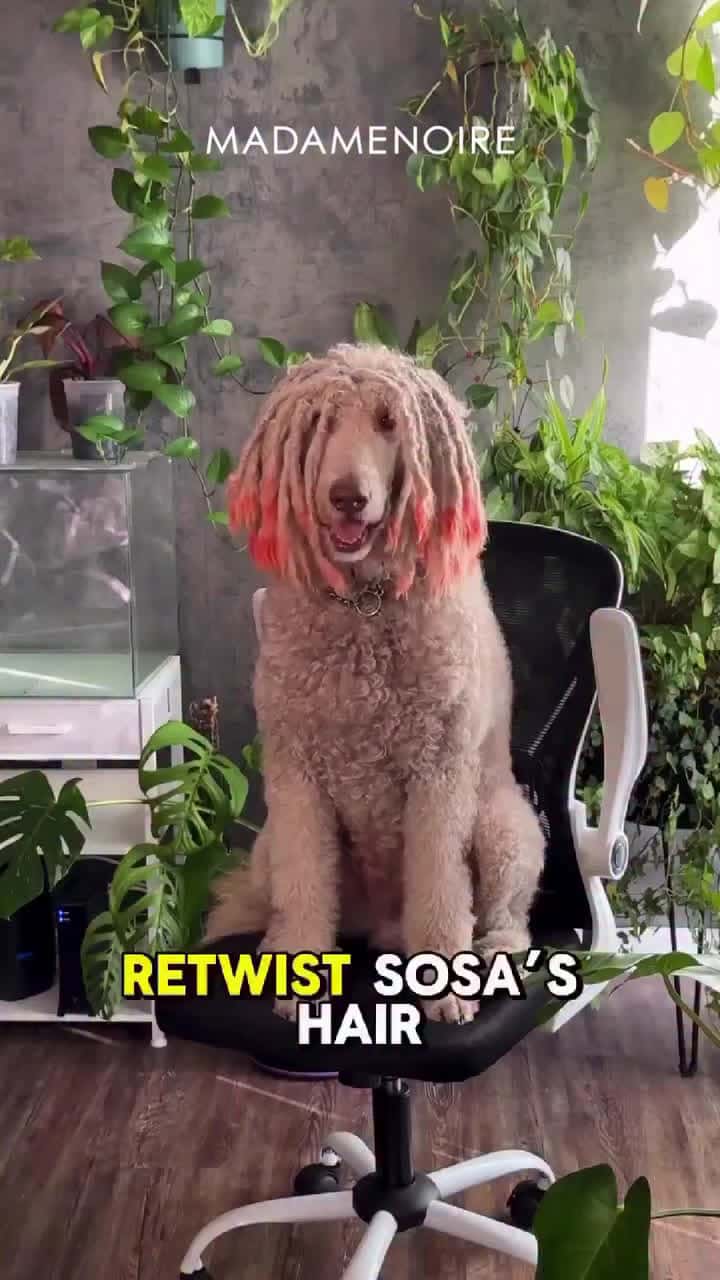 Cover for We love Black women because who else is adding locs to their fur baby?! The love and care plus they came out so cute!|🎥: |