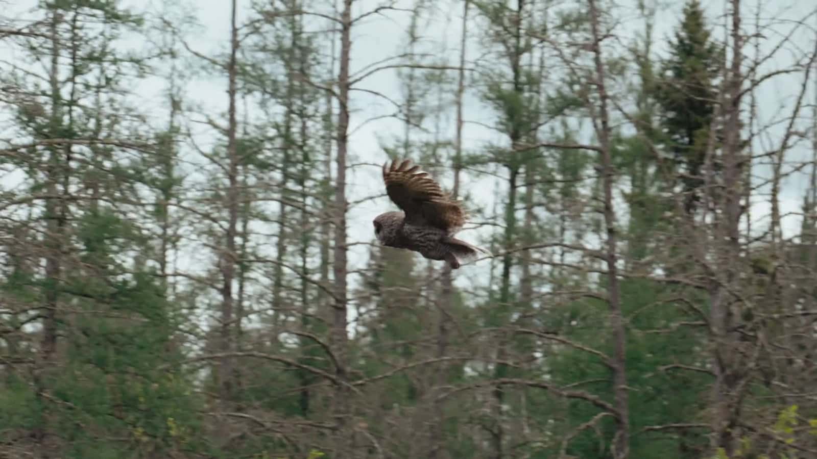 Cover for Majestic Great Grey Owl spotted in the wild! 🦉 #Wildlife #BirdWatching #Nature