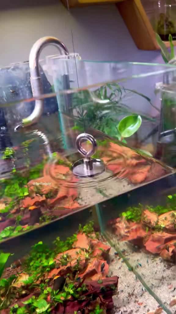 Cover for Revolutionize your aquarium cleaning with this magnetic life hack! 🧲🐠 #AquariumHack #CleanAndClear #Fishkeeping