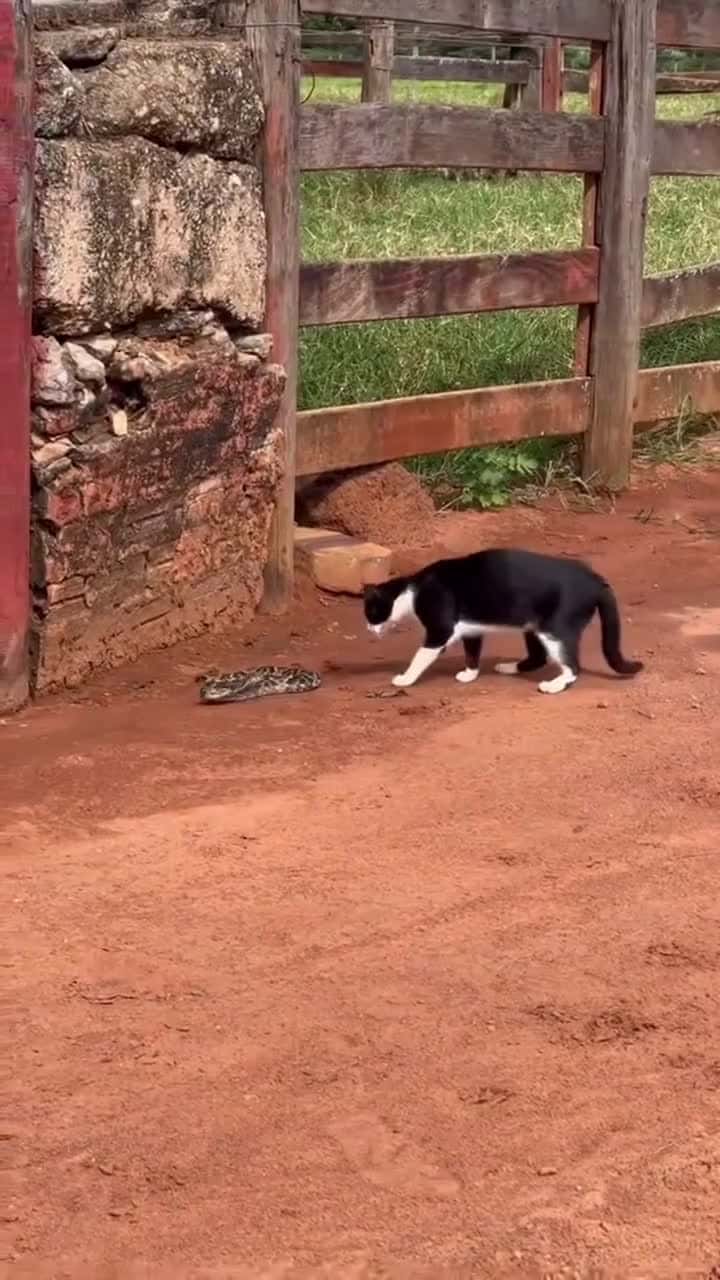 Cover for Don’t mess with cats 😬🥊🔥 #scoopz #funny #viral #entertainment #fyp 