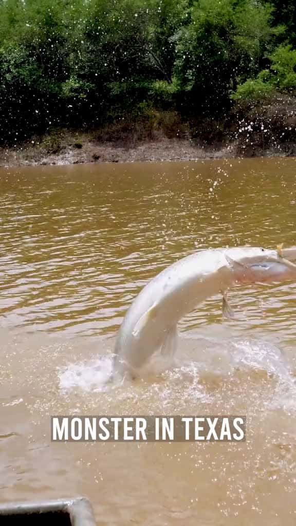 Cover for I caught this monster fish in a Texas river #fishing #longervideos #1min #fish 