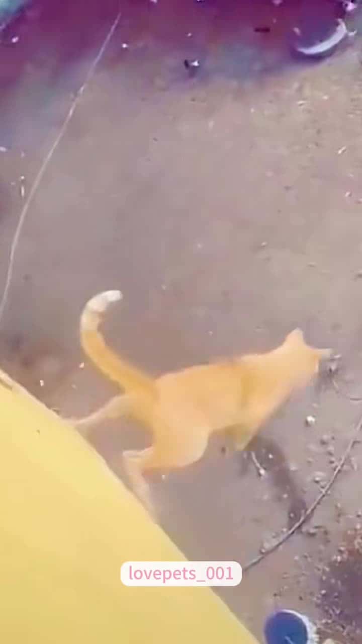 Cover for #cats #cutecats #foryou #foryou #funny #funnyvideos #usa #funnyanimals #fypシ #funnycat #catlover #funnypets #viral #funny #cute