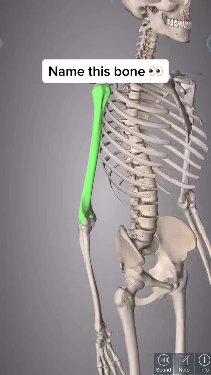 Cover for Name this bone #physicaltherapy #physiomike #anatomy #fyp #fypシ