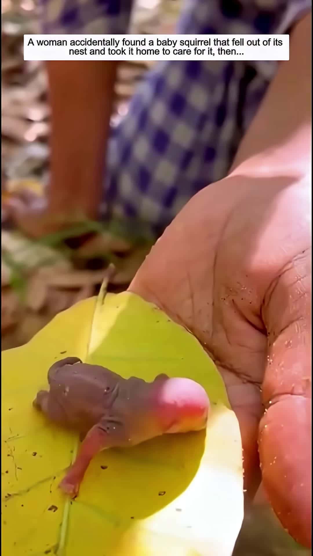 Cover for A woman accidentally found a baby squirrel that fell out of its nest and brought it home then