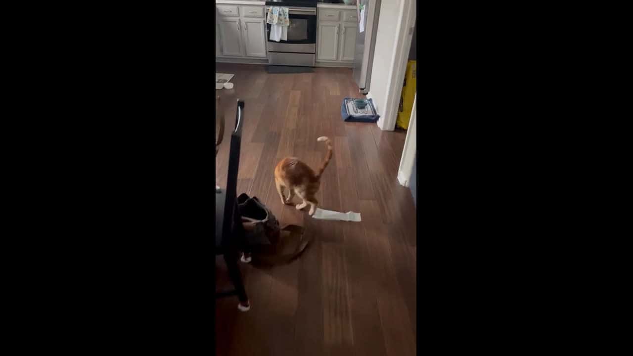 Cover for Orange Cat vs. Receipt