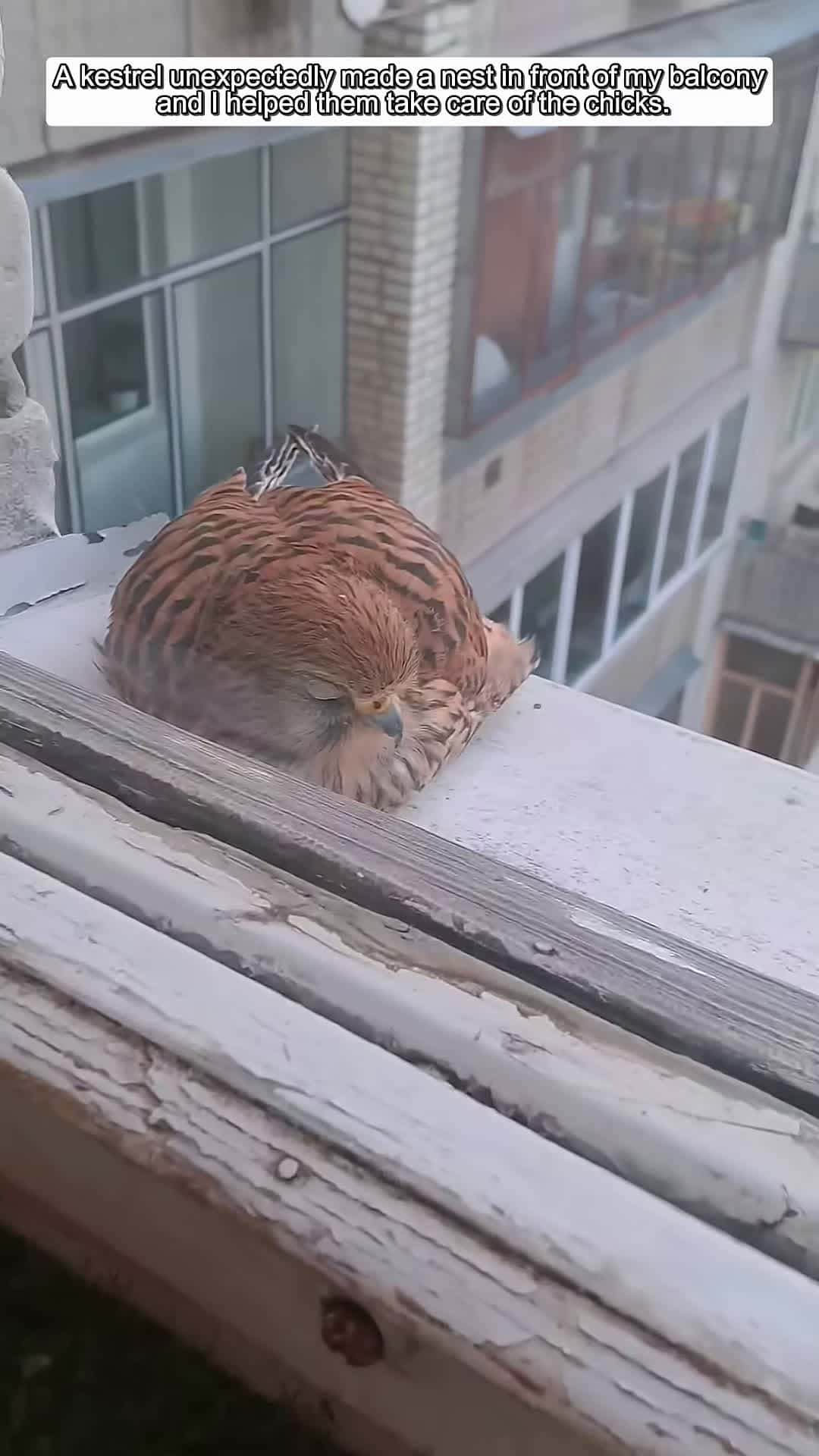 Cover for A kestrel suddenly made a nest in front of my balcony and then animalshorts