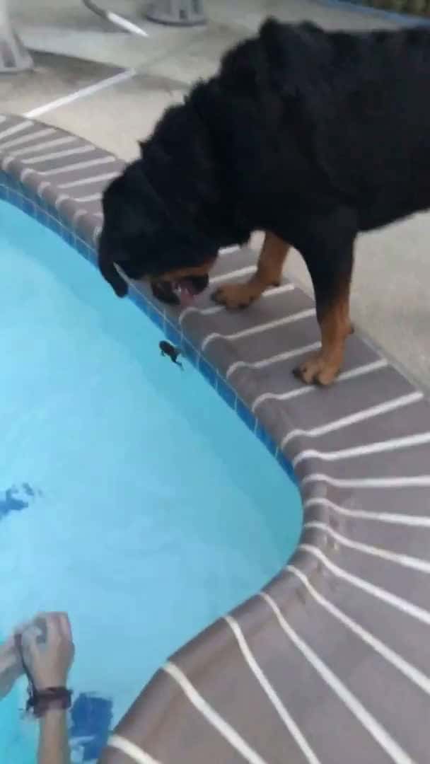 Cover for Dog saved a frog from the pool
