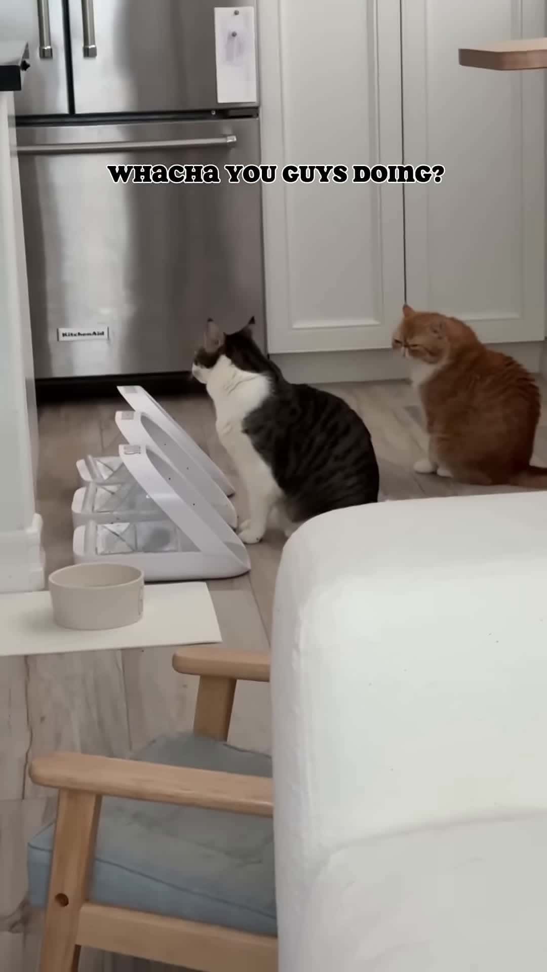 Cover for A gurgling anomaly catmom catmomlife talkingcat catmeow meowing hungrycat meow