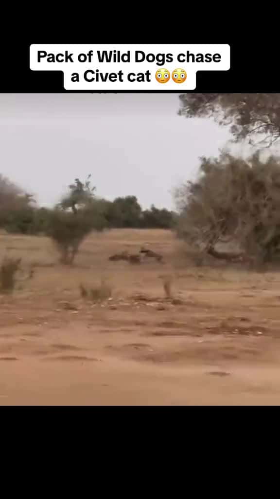 Cover for Im so happy the Civet gets another chance to live  africa nature africanwildlife  33189 #shortvideos