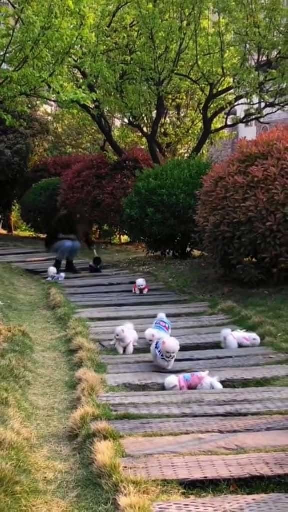 Cover for cho tui cho  xuhuong funnyvideo viralvideo dog cutedog 51950 #shortvideosscoopz