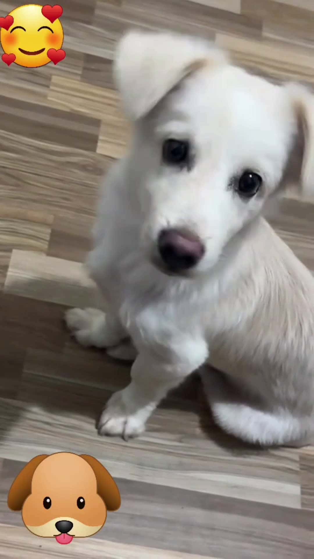 Cover for so cute dogs #cute  #dog  #video 