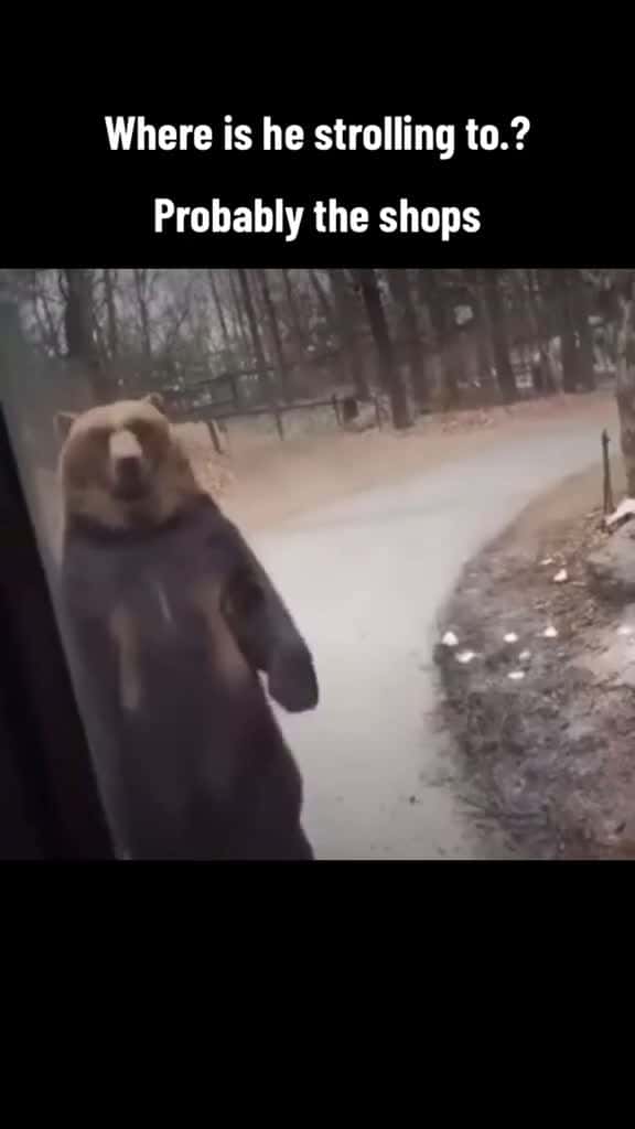 Cover for #bear #wildlife #wildanimals # # #funnyvideos #funny #walk #funnywalk #foryoupage #follower