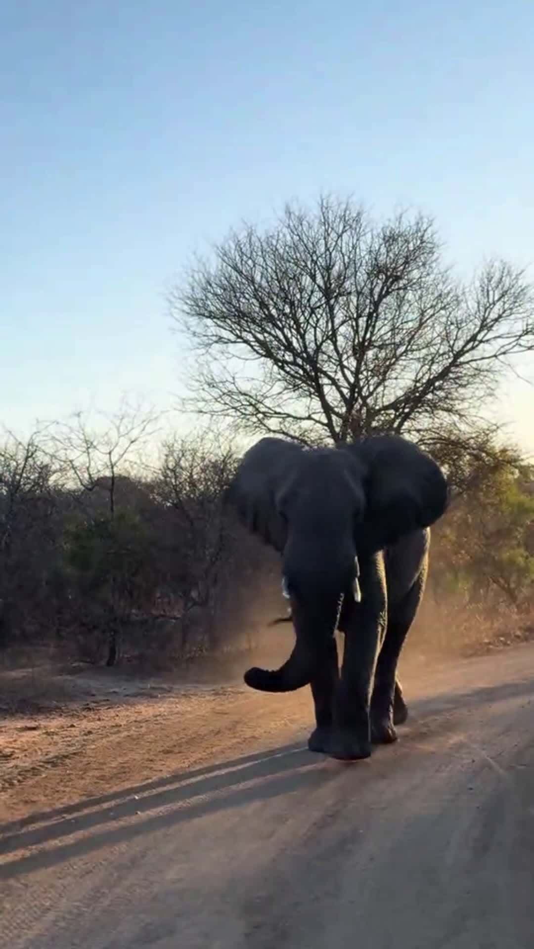 Cover for Am jus kiddin guys #elephant #animalbehaviour
