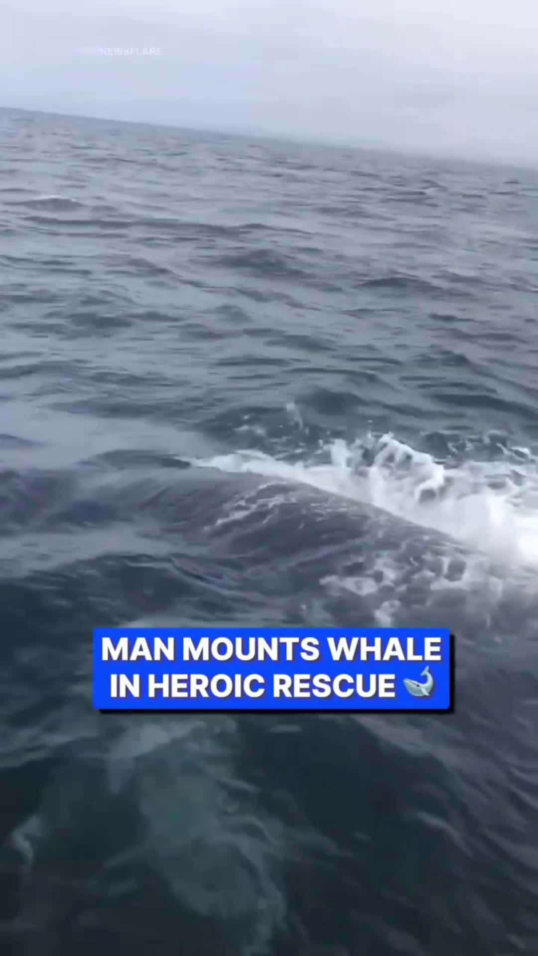 Cover for Fisherman mounts whale's back in daring rescueHe risked his own life 🥹
