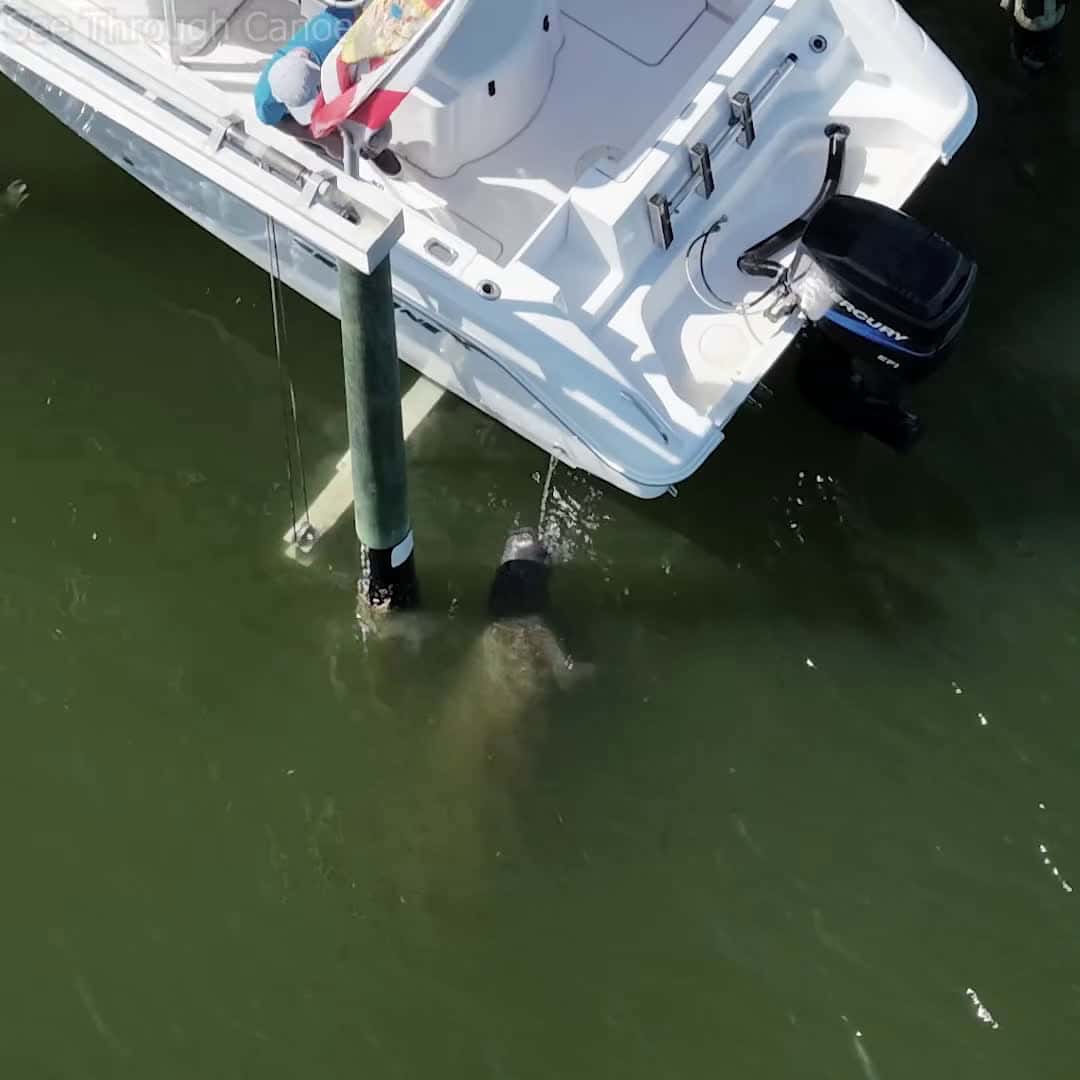Cover for Manatee stops by for a drink while a boater rinses off his boat in Florida 🥤 #Manatee #Florida #Wildlife