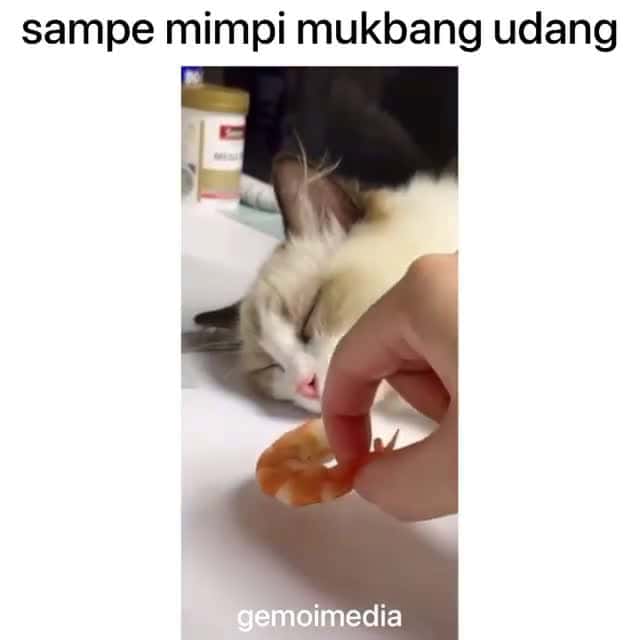 Cover for dikirainnya mimpi eeh gataunya nyata walau masih loading tetep bisa makan