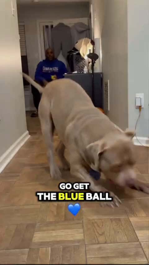 Cover for My Dog Flex Brings Me His Favorite Ball #smartdog_051 (2)