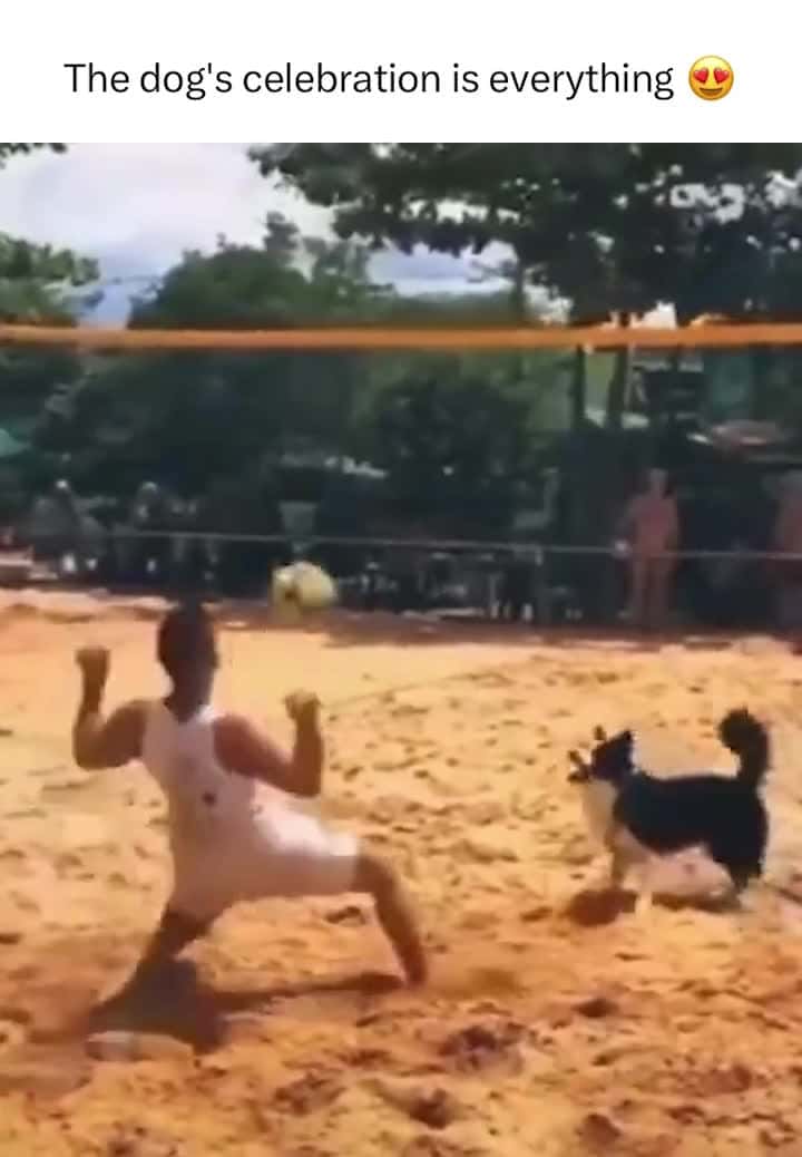 Cover for Dog playing volleyball with Owner .. Dog celebrate  #fyp #viral #trending #lifedrama #follow #views