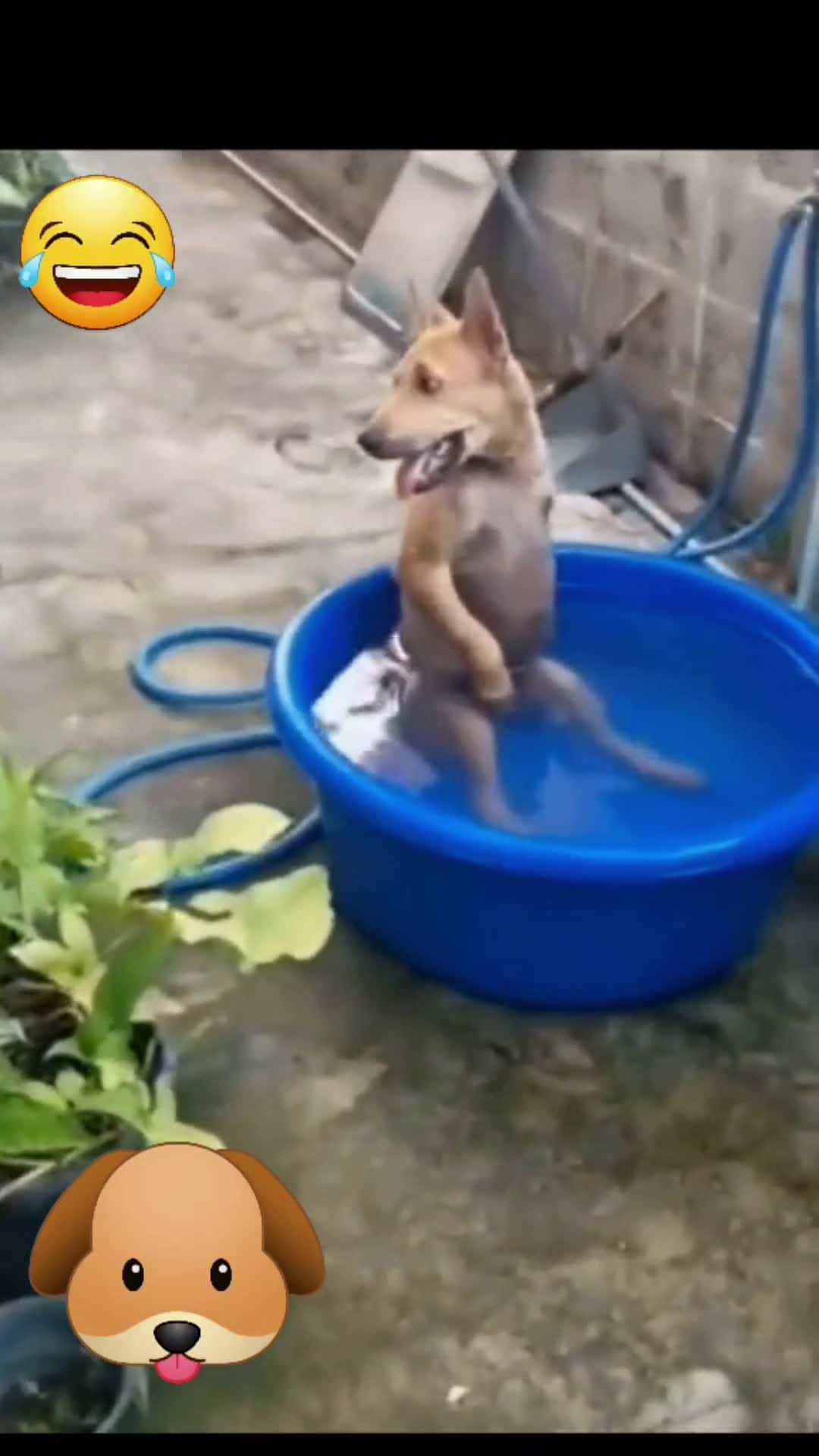 Cover for funny dogs #dogfunnyvideo #fpy  #foryoupage  #funnyanimals #video 