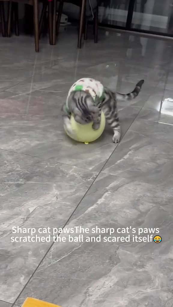 Cover for Cats vs Balls cat funny catsoftiktok cats for foryou fyp foryoupage funnyvideo cute pet cu 97322 #shortvideos