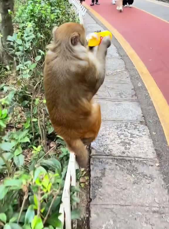 Cover for Monkeys are so funny foryou fyp usa funnyvideo monkey monkeysoftiktok monkeylover 85150 #trending