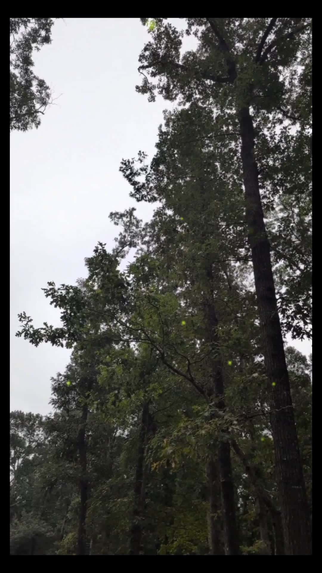 Cover for outside environment in the rain #outside #nature #naturelovers 