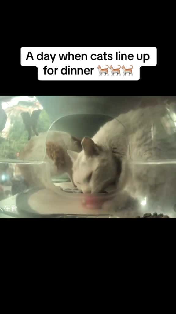 Cover for pets cat straycat 15371 #shortvideos