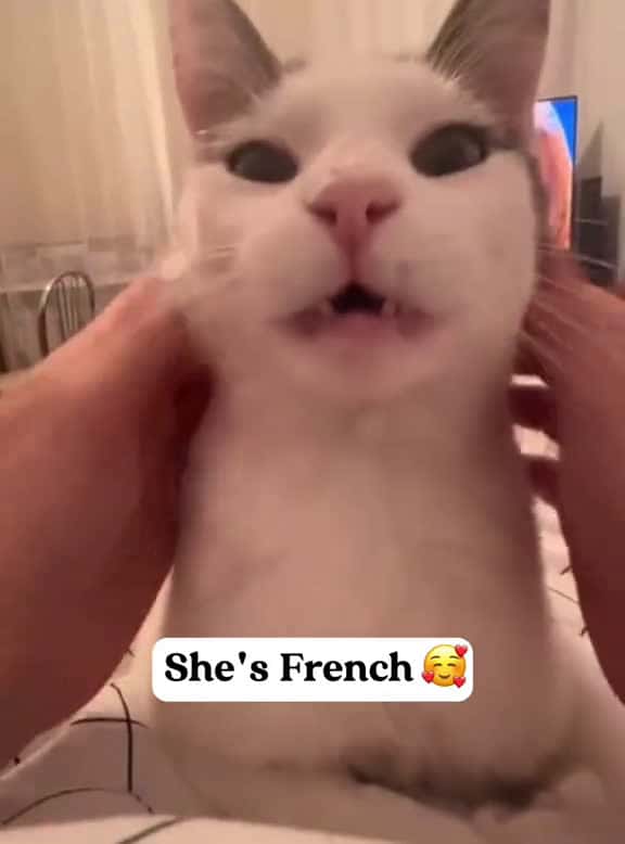 Cover for My cat is different fyp foryou funnyanimasl funnycats catsoftiktok kitten 11583 #us