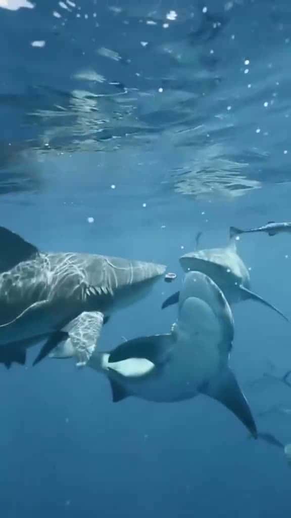 Cover for '#sharke #sharkdiving #sharkfishing #greatwhitesharkfacts #greatwhitesharkweek #greatwhiteshark #sharkeatsshark #sharkvsshark #shark #sharkysharkshark #sharkattackshark #sharkattak #sharkbait #sharks #sharkfamily #sharkshark #s...