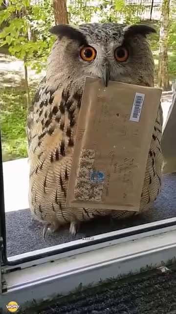 Cover for Messenger owl 😳🫢#animals#firstvideochallenge