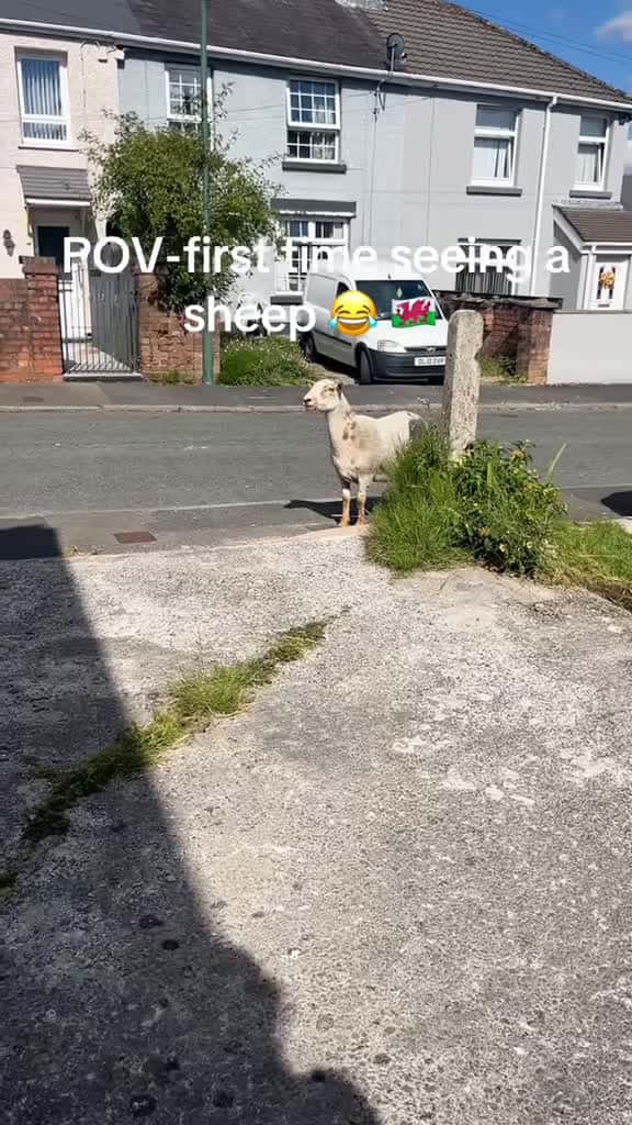Cover for When a baby meet another baby🥰🤣#goat #goats #goatsoftiktok #fyp #funny #foryou #foryoupage #funnyanimals #funnyvideos #funnytiktok  created by pets babytime with pets babytime’s original sound