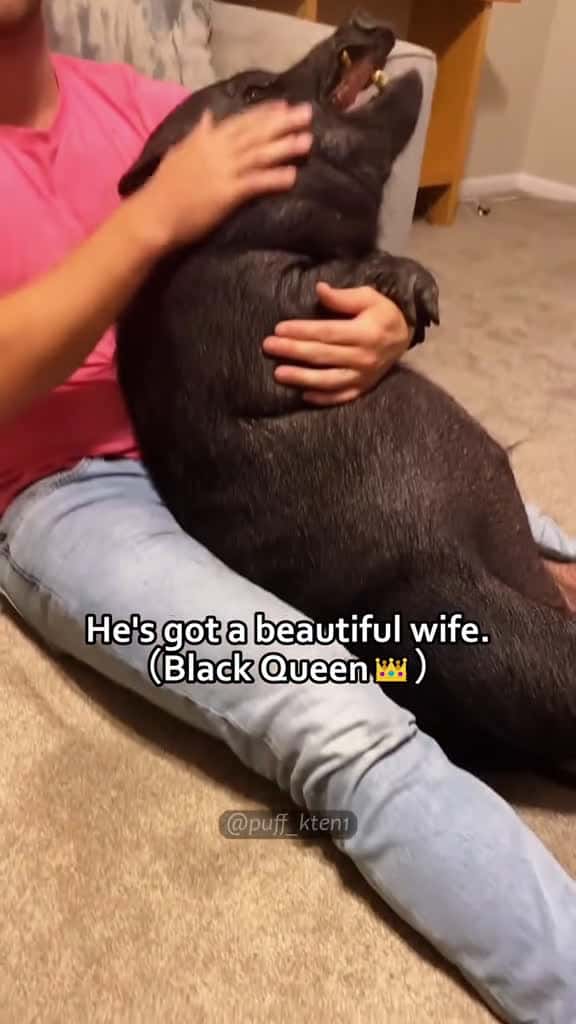 Cover for He s got a beautiful wife. Black Queen pets foryou fyp pig 22698 #trend
