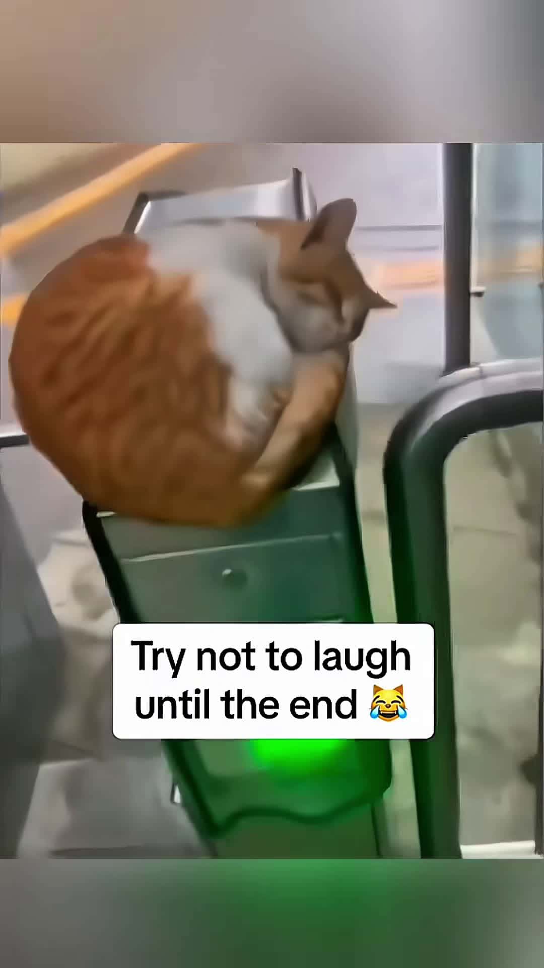 Cover for Look at the end 🤣🤣 #pet #cat #dog #cute #animals #foryou #typ