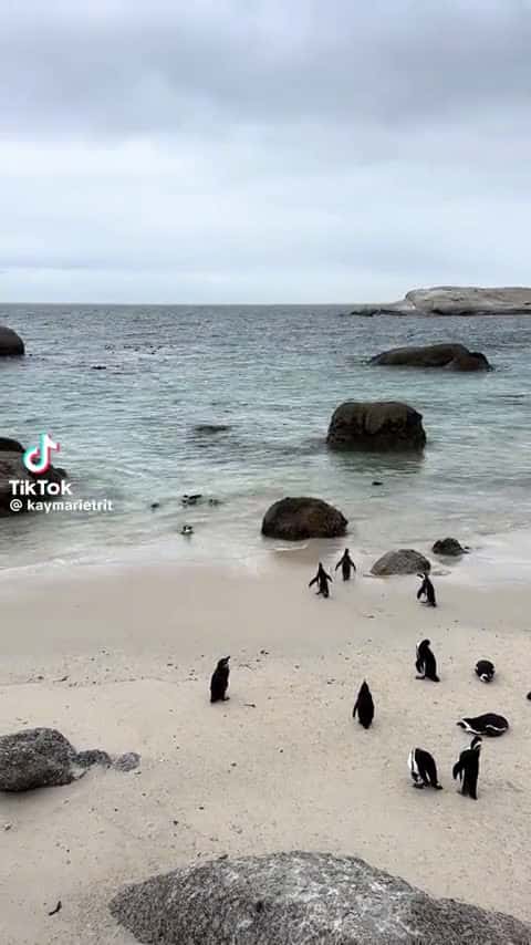 Cover for Chillin’ with penguins on a sunny Cape Town beach! 🐧☀️ #CapeTown #Penguins #BeachLife