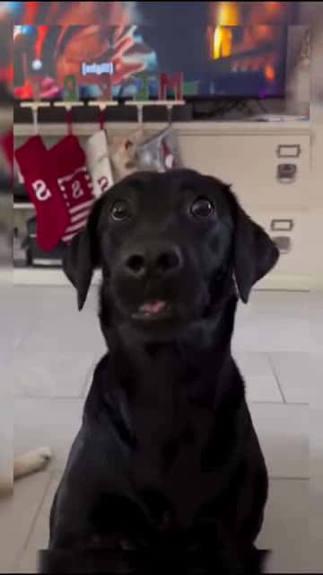 Cover for CUTE & FUNNY DOGS COMP #love #loyalty #waitingforyou #usa #dogs #dogsoftiktok #petsoftiktok #dog #pets #pet #petlover #doglover #puppy 32