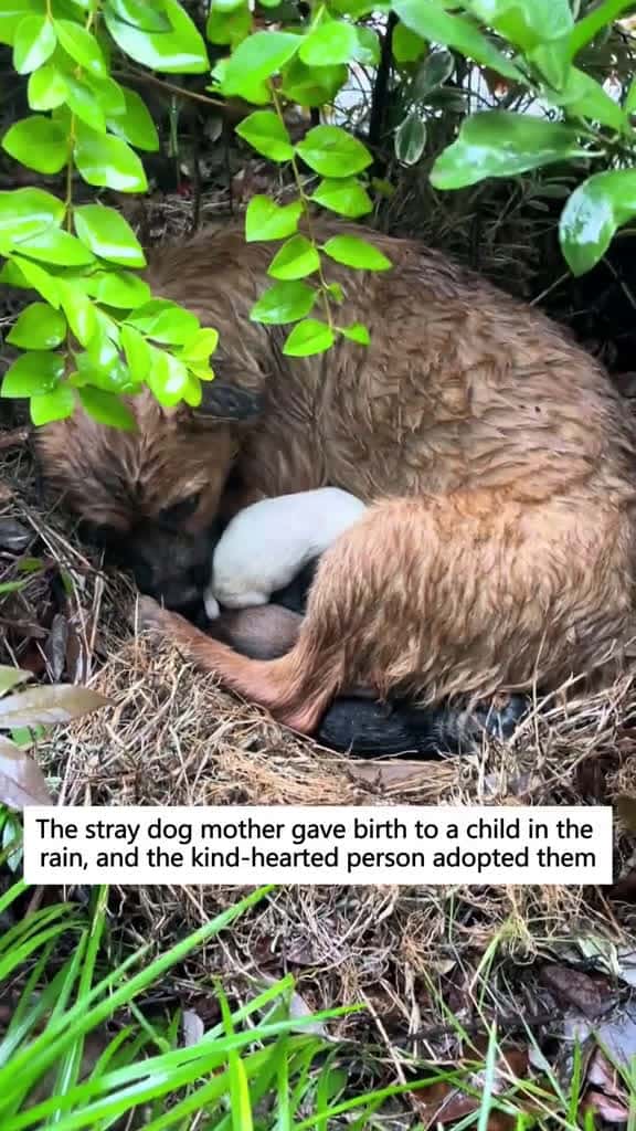 Cover for The stray dog mother gave birth to a child in the rain, and the kind-hearted person adopted them #rescue #dog #animals #fyp #accompany  created by alice.jun.w with alice.jun.w’s original sound