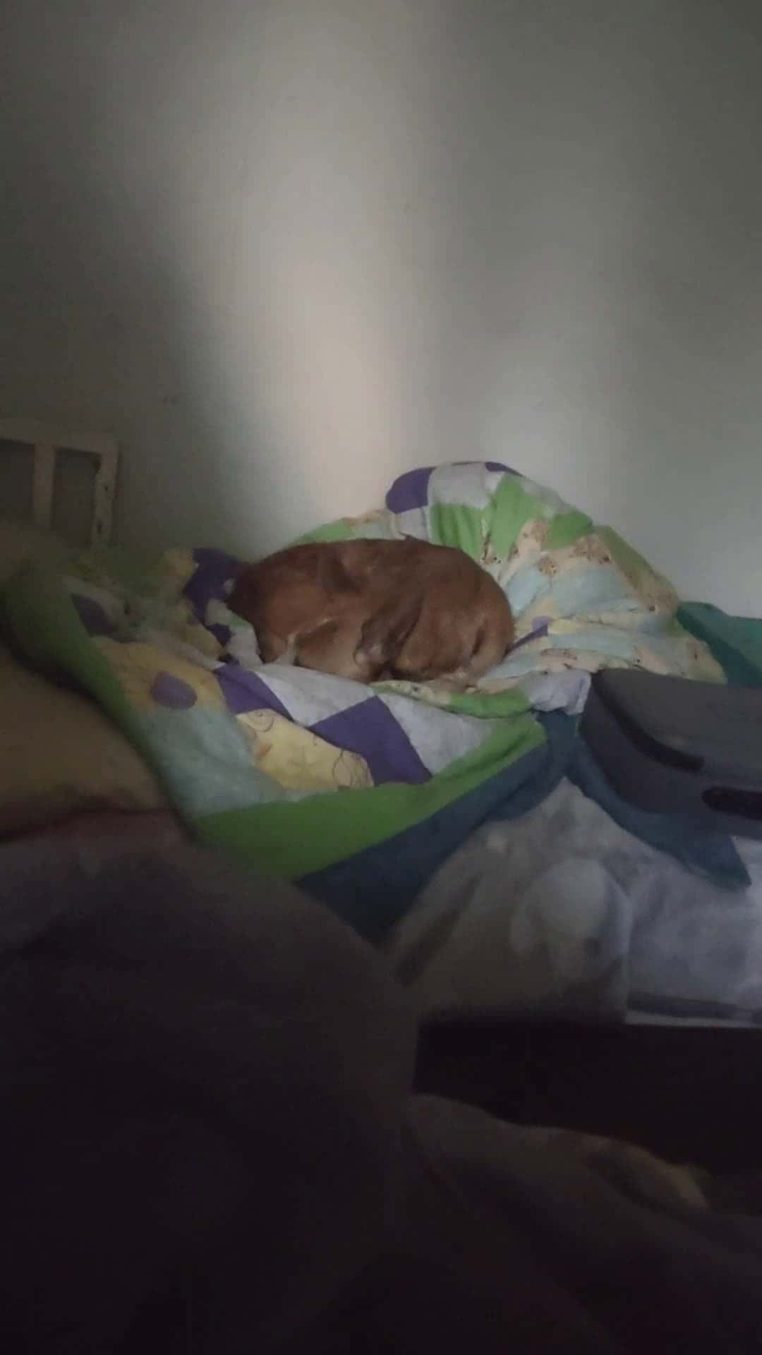 Cover for my dog