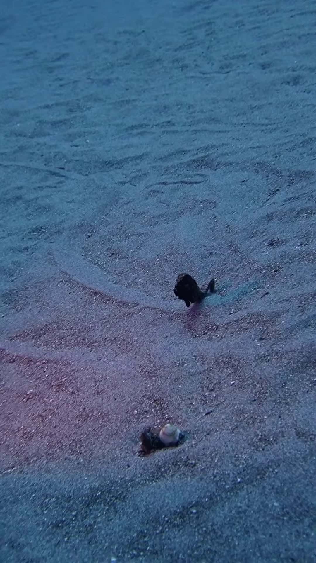 Cover for #FirstVideoChallenge Seahorse Pretends to Be Dead Underwater